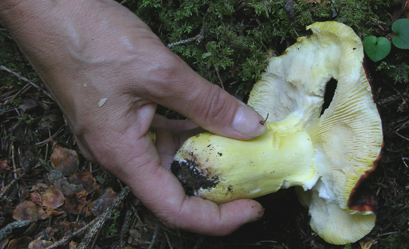 Ecco i funghi.....finalmente.